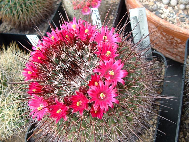 Mammillaria tesopacensis v.rubiflora_1.JPG